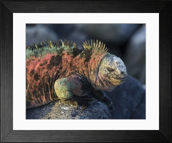 Framed Print : Marine Iguana -Amblyrhynchus cristatus-, Floreana, Galapagos Islands, Ecuador Framed Print : Marine Iguana -Amblyrhynchus cristatus-, Floreana, Galapagos Islands, Ecuador