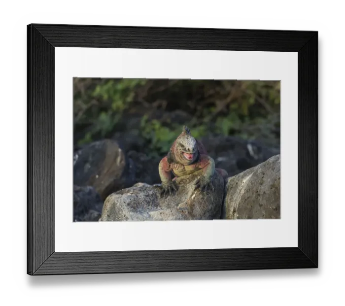 Framed Print : Marine Iguana -Amblyrhynchus cristatus-, Floreana, Galapagos Islands, Ecuador Framed Print : Marine Iguana -Amblyrhynchus cristatus-, Floreana, Galapagos Islands, Ecuador