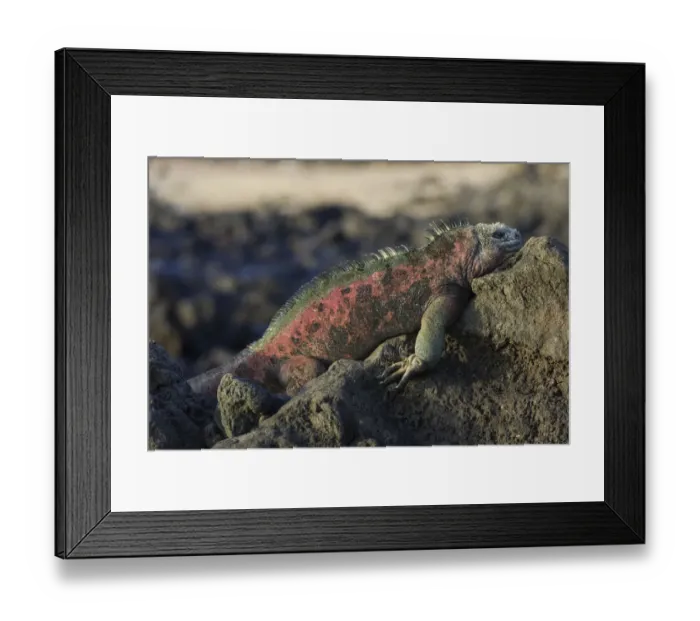 Framed Print : Marine Iguana -Amblyrhynchus cristatus-, Floreana, Galapagos Islands, Ecuador Framed Print : Marine Iguana -Amblyrhynchus cristatus-, Floreana, Galapagos Islands, Ecuador