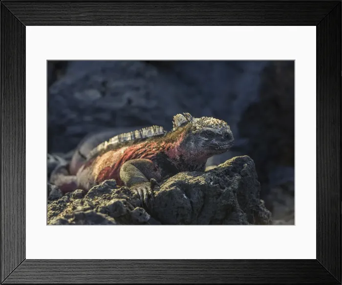 Framed Print : Marine Iguana -Amblyrhynchus cristatus-, Floreana, Galapagos Islands, Ecuador Framed Print : Marine Iguana -Amblyrhynchus cristatus-, Floreana, Galapagos Islands, Ecuador