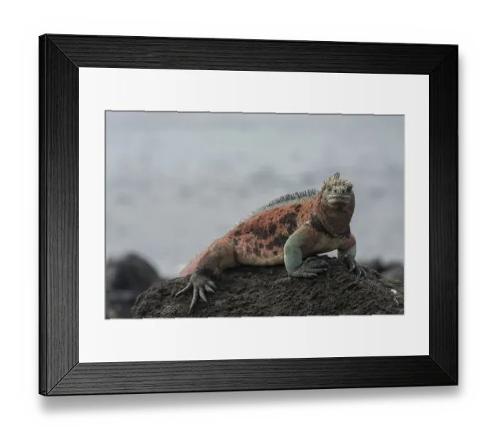 Framed Print : Marine Iguana -Amblyrhynchus cristatus-, Floreana, Galapagos Islands, Ecuador Framed Print : Marine Iguana -Amblyrhynchus cristatus-, Floreana, Galapagos Islands, Ecuador
