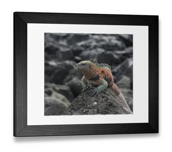 Framed Print : Marine Iguana -Amblyrhynchus cristatus-, Floreana, Galapagos Islands, Ecuador Framed Print : Marine Iguana -Amblyrhynchus cristatus-, Floreana, Galapagos Islands, Ecuador