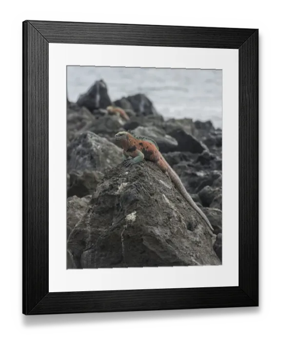 Framed Print : Marine Iguana -Amblyrhynchus cristatus-, Floreana, Galapagos Islands, Ecuador Framed Print : Marine Iguana -Amblyrhynchus cristatus-, Floreana, Galapagos Islands, Ecuador