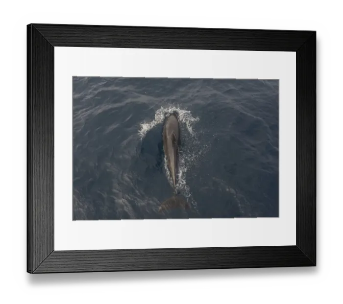 Framed Print : Common Bottlenose Dolphin -Tursiops truncatus-, Floreana, Galapagos Islands, Ecuador Framed Print : Common Bottlenose Dolphin -Tursiops truncatus-, Floreana, Galapagos Islands, Ecuador