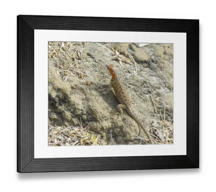 Framed Print : Galapagos Lava Lizard -Microlophus albemarlensis-, Floreana, Galapagos Islands, Ecuador Framed Print : Galapagos Lava Lizard -Microlophus albemarlensis-, Floreana, Galapagos Islands, Ecuador