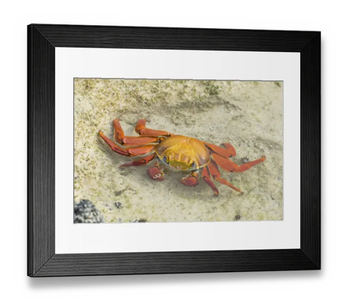 Framed Print : Red Rock Crab -Grapsus grapsus-, Floreana, Galapagos Islands, Ecuador Framed Print : Red Rock Crab -Grapsus grapsus-, Floreana, Galapagos Islands, Ecuador