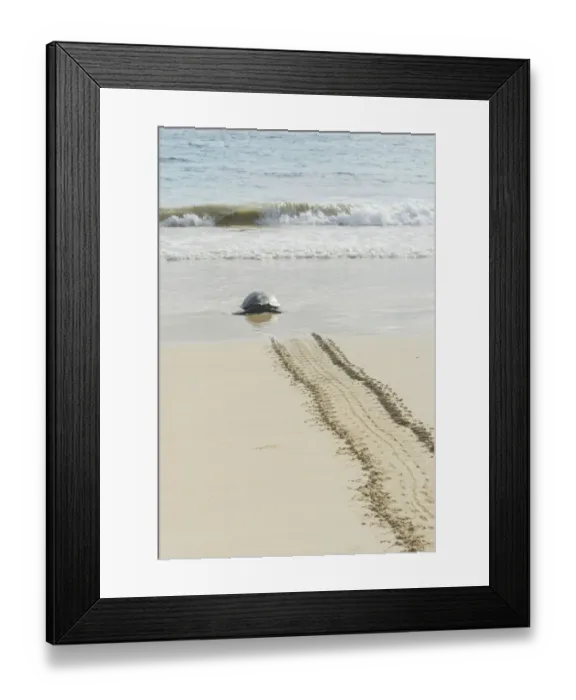 Framed Print : Green Sea Turtle or Pacific Green Turtle -Chelonia mydas japonica- on the way to the sea, Floreana, Galapagos Islands, Ecuador