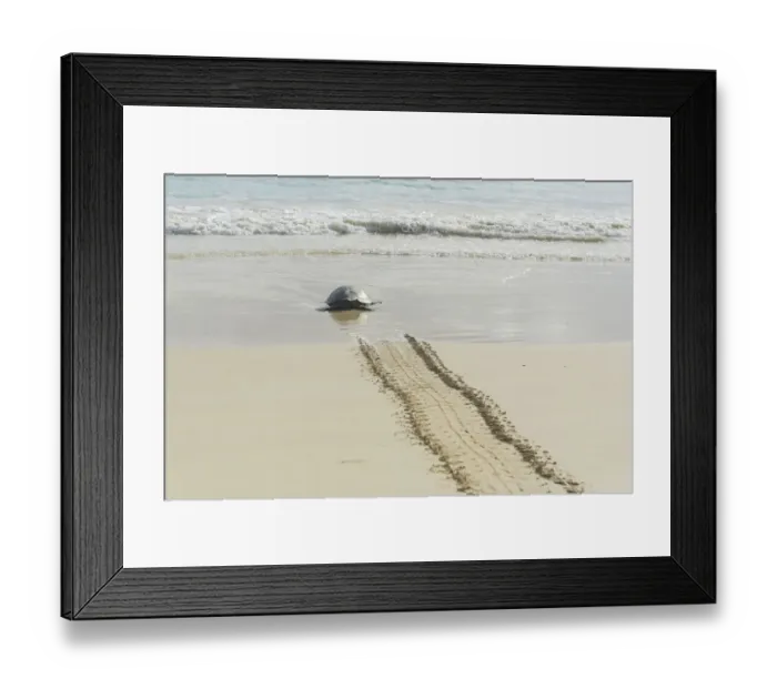 Framed Print : Green Sea Turtle or Pacific Green Turtle -Chelonia mydas japonica- on the way to the sea, Floreana, Galapagos Islands, Ecuador Framed Print : Green Sea Turtle or Pacific Green Turtle -Chelonia mydas japonica- on the way to the sea, Floreana, Galapagos Islands, Ecuador