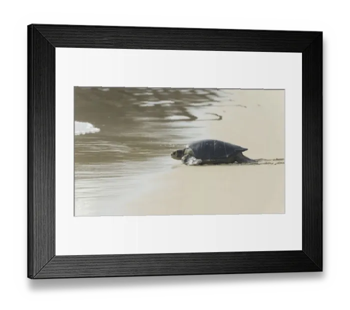 Framed Print : Green Sea Turtle or Pacific Green Turtle -Chelonia mydas japonica- on the way to the sea, Floreana, Galapagos Islands, Ecuador Framed Print : Green Sea Turtle or Pacific Green Turtle -Chelonia mydas japonica- on the way to the sea, Floreana, Galapagos Islands, Ecuador