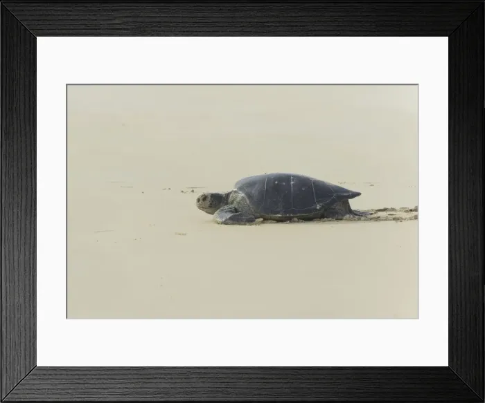 Framed Print : Green Sea Turtle or Pacific Green Turtle -Chelonia mydas japonica- on its way to the sea, Floreana, Galapagos Islands, Ecuador