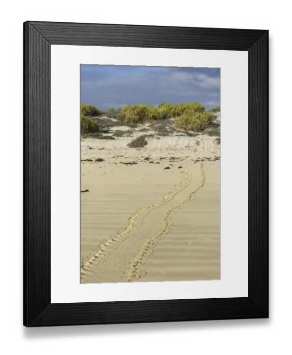 Framed Print : Tracks of a Green Sea Turtle or Pacific Green Turtle -Chelonia mydas japonica- on the beach, Floreana, Galapagos Islands, Ecuador Framed Print : Tracks of a Green Sea Turtle or Pacific Green Turtle -Chelonia mydas japonica- on the beach, Floreana, Galapagos Islands, Ecuador