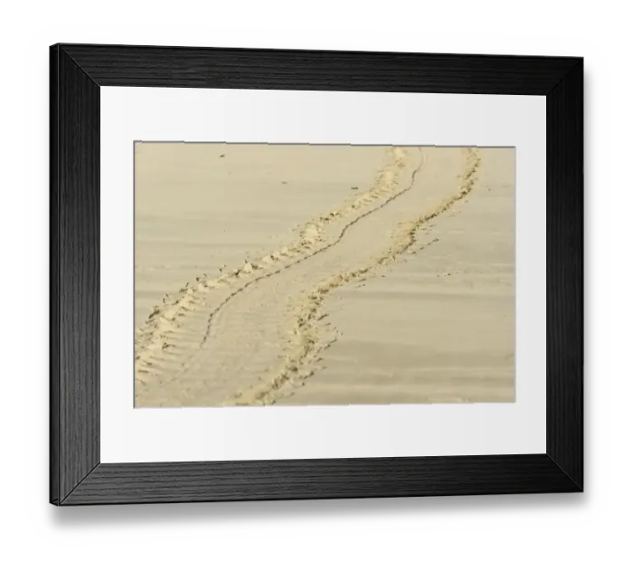 Framed Print : Tracks of a Green Sea Turtle or Pacific Green Turtle -Chelonia mydas japonica- on the beach, Floreana, Galapagos Islands, Ecuador Framed Print : Tracks of a Green Sea Turtle or Pacific Green Turtle -Chelonia mydas japonica- on the beach, Floreana, Galapagos Islands, Ecuador