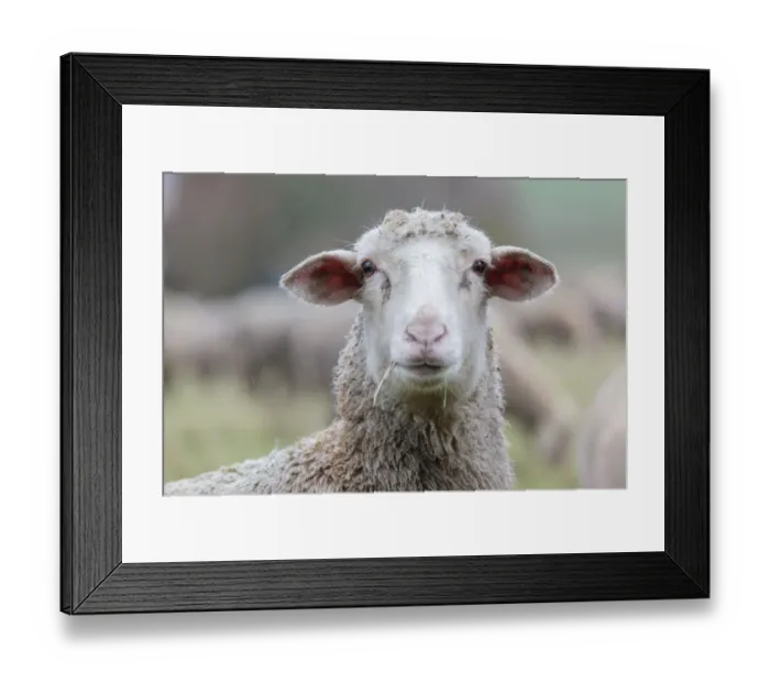 Framed Print : Hybrid cross between a Blackhead Persian Sheep -Ovis aries steatopyga persica- and a Merino Sheep -Ovis aries hispanica-, Offheim, Limburg an der Lahn, Hesse, Germany Framed Print : Hybrid cross between a Blackhead Persian Sheep -Ovis aries steatopyga persica- and a Merino Sheep -Ovis aries hispanica-, Offheim, Limburg an der Lahn, Hesse, Germany