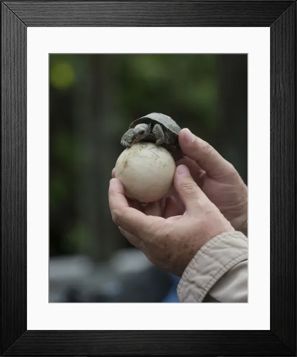 Framed Print : Young Galapagos Giant Tortoise -Chelonoidis nigra- on an egg, Isabela Island, Galapagos Islands, Ecuador Framed Print : Young Galapagos Giant Tortoise -Chelonoidis nigra- on an egg, Isabela Island, Galapagos Islands, Ecuador