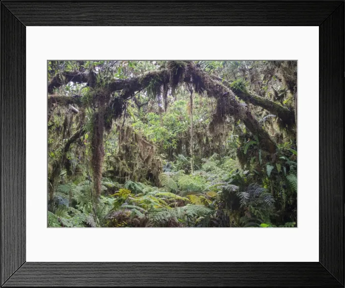 Framed Print : Rainforest, Isabela Island, Galapagos Islands, Ecuador Framed Print : Rainforest, Isabela Island, Galapagos Islands, Ecuador