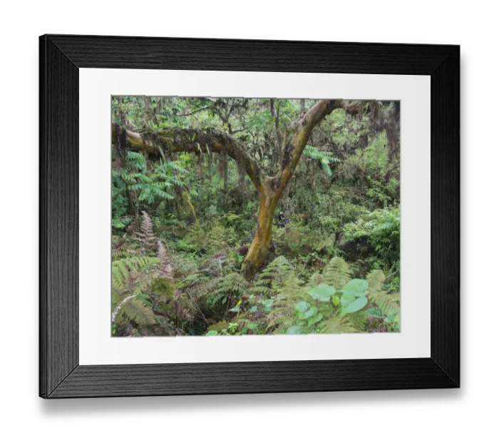 Framed Print : Rainforest, Isabela Island, Galapagos Islands, Ecuador Framed Print : Rainforest, Isabela Island, Galapagos Islands, Ecuador