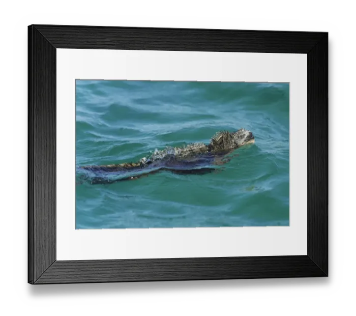 Framed Print : Marine Iguana -Amblyrhynchus cristatus- swimming in the sea, Isabela Island, Galapagos Islands, Ecuador Framed Print : Marine Iguana -Amblyrhynchus cristatus- swimming in the sea, Isabela Island, Galapagos Islands, Ecuador