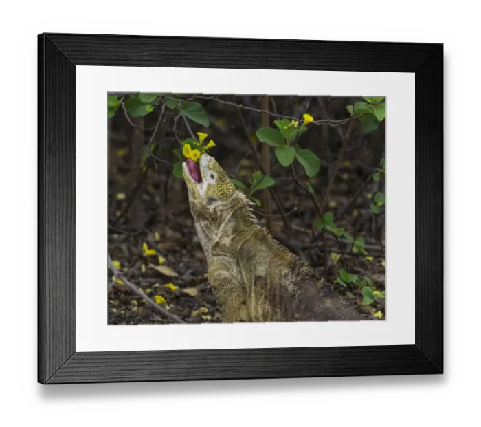 Framed Print : Galapagos Land Iguana -Conolophus subcristatus- feeding on a flower, Isabela Island, Galapagos Islands, Ecuador Framed Print : Galapagos Land Iguana -Conolophus subcristatus- feeding on a flower, Isabela Island, Galapagos Islands, Ecuador