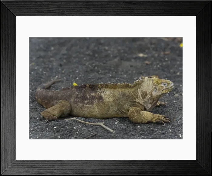 Framed Print : Galapagos Land Iguana -Conolophus subcristatus-, Isabela Island, Galapagos Islands, Ecuador Framed Print : Galapagos Land Iguana -Conolophus subcristatus-, Isabela Island, Galapagos Islands, Ecuador