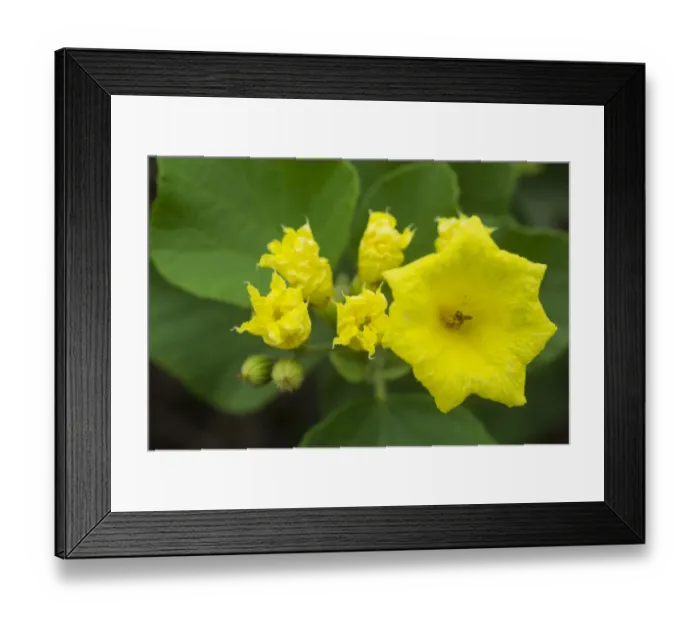 Framed Print : Yellow Geiger or Muyuyo -Cordia lutea-, Isabela Island, Galapagos Islands, Ecuador Framed Print : Yellow Geiger or Muyuyo -Cordia lutea-, Isabela Island, Galapagos Islands, Ecuador