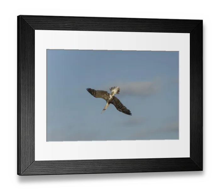 Framed Print : Blue-footed Booby -Sula nebouxii- plunging into the water to capture fish, Isla Isabella, Galapagos Islands Framed Print : Blue-footed Booby -Sula nebouxii- plunging into the water to capture fish, Isla Isabella, Galapagos Islands