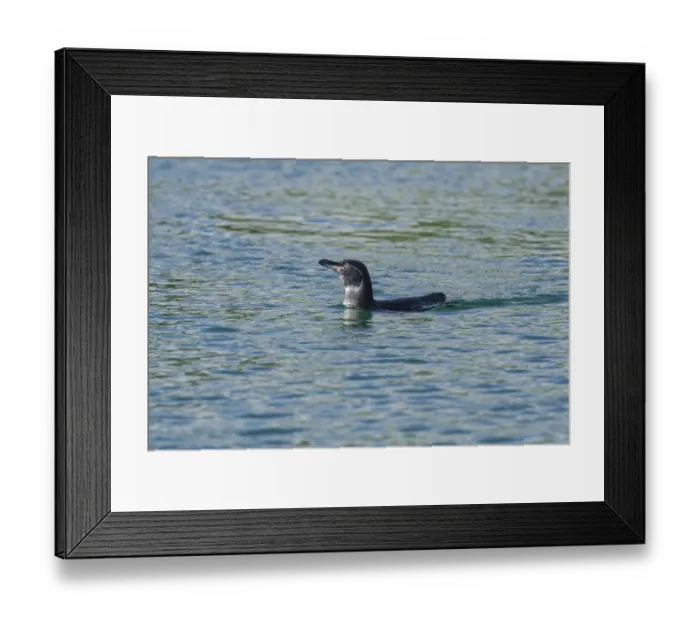 Framed Print : Galapagos Penguin -Spheniscus mendiculus-, Isla Isabella, Galapagos Islands Framed Print : Galapagos Penguin -Spheniscus mendiculus-, Isla Isabella, Galapagos Islands