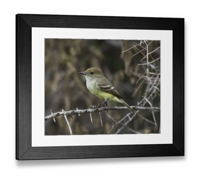 Framed Print : Galapagos Flycatcher or Large-billed Flycatcher -Myiarchus magnirostris-, Isla Isabella, Galapagos Islands Framed Print : Galapagos Flycatcher or Large-billed Flycatcher -Myiarchus magnirostris-, Isla Isabella, Galapagos Islands