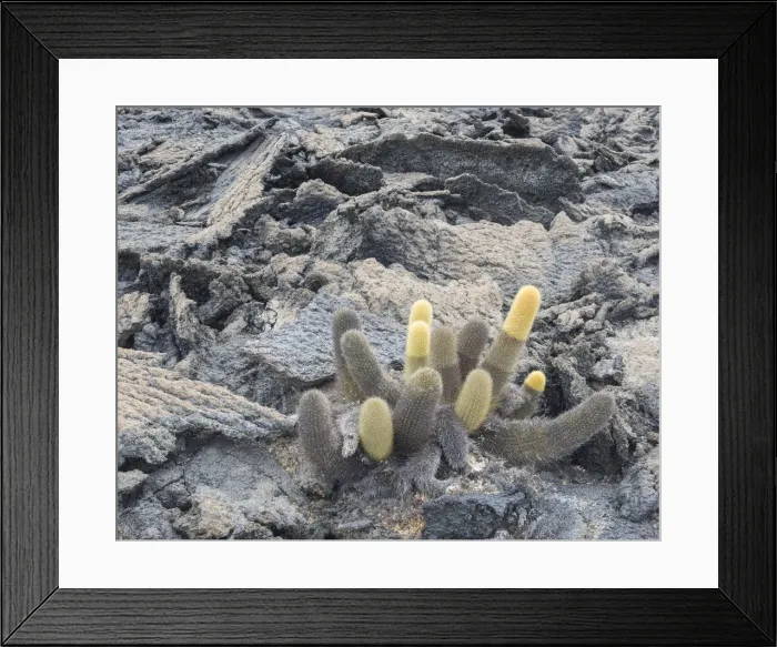 Framed Print : Lava Cactus -Brachycereus nesioticus-, Fernandina Island, Galapagos Islands, Ecuador Framed Print : Lava Cactus -Brachycereus nesioticus-, Fernandina Island, Galapagos Islands, Ecuador