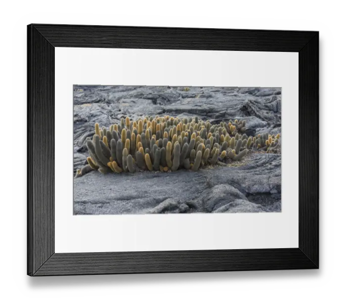 Framed Print : Lava Cactus -Brachycereus nesioticus-, Fernandina Island, Galapagos Islands, Ecuador Framed Print : Lava Cactus -Brachycereus nesioticus-, Fernandina Island, Galapagos Islands, Ecuador