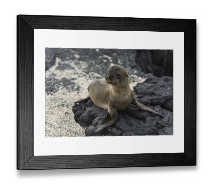 Framed Print : Young Galapagos Sea Lion -Zalophus wollebaeki-, pup, Fernandina Island, Galapagos Islands, Ecuador Framed Print : Young Galapagos Sea Lion -Zalophus wollebaeki-, pup, Fernandina Island, Galapagos Islands, Ecuador