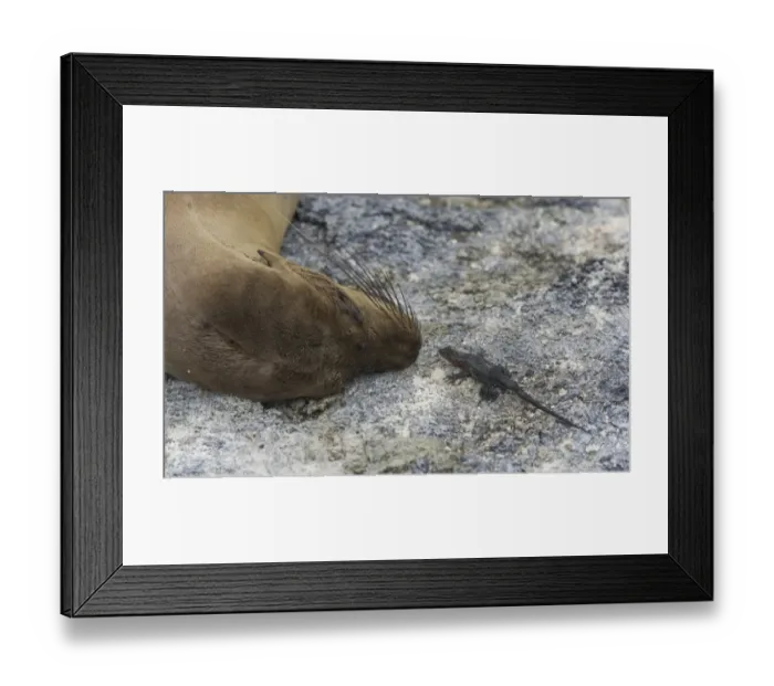 Framed Print : Galapagos Sea Lion -Zalophus wollebaeki- and a Galapagos Lava Lizard -Microlophus albemarlensis-, Fernandina Island, Galapagos Islands, Ecuador Framed Print : Galapagos Sea Lion -Zalophus wollebaeki- and a Galapagos Lava Lizard -Microlophus albemarlensis-, Fernandina Island, Galapagos Islands, Ecuador