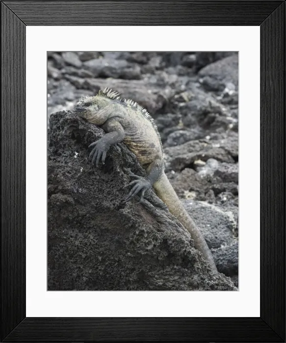 Framed Print : Marine Iguana -Amblyrhynchus cristatus-, Fernandina Island, Galapagos Islands, Ecuador Framed Print : Marine Iguana -Amblyrhynchus cristatus-, Fernandina Island, Galapagos Islands, Ecuador