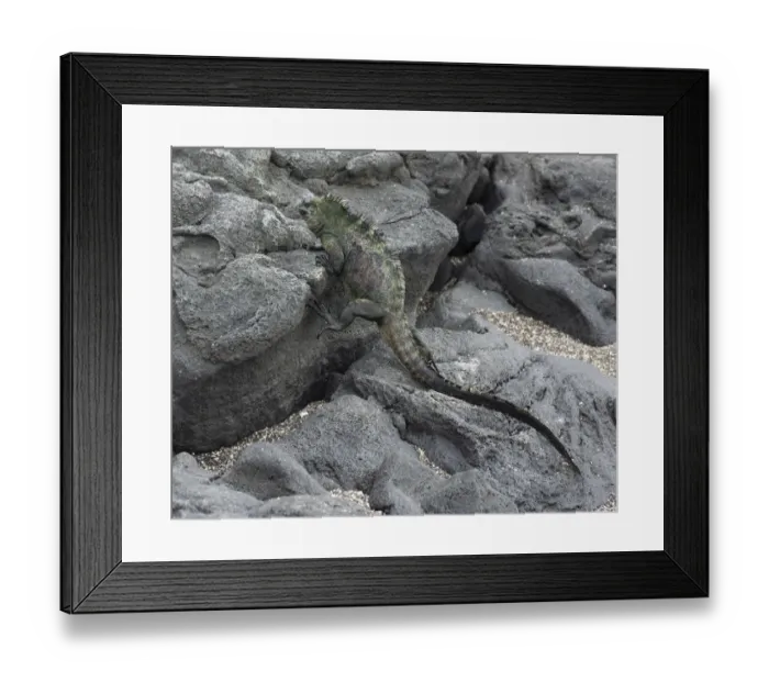 Framed Print : Marine Iguana -Amblyrhynchus cristatus- climbing over lava rocks, Fernandina Island, Galapagos Islands, Ecuador Framed Print : Marine Iguana -Amblyrhynchus cristatus- climbing over lava rocks, Fernandina Island, Galapagos Islands, Ecuador