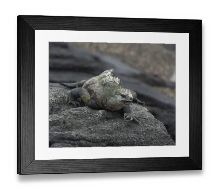 Framed Print : Marine Iguana -Amblyrhynchus cristatus-, Fernandina Island, Galapagos Islands, Ecuador Framed Print : Marine Iguana -Amblyrhynchus cristatus-, Fernandina Island, Galapagos Islands, Ecuador