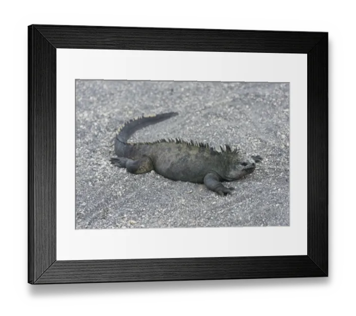 Framed Print : Marine Iguana -Amblyrhynchus cristatus-, Fernandina Island, Galapagos Islands, Ecuador Framed Print : Marine Iguana -Amblyrhynchus cristatus-, Fernandina Island, Galapagos Islands, Ecuador