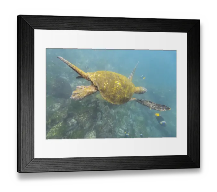 Framed Print : Green Sea Turtle or Pacific Green Turtle -Chelonia mydas japonica- and a Passer Angelfish or King Angelfish -Holacanthus passer-, Fernandina Island, Galapagos Islands, Ecuador Framed Print : Green Sea Turtle or Pacific Green Turtle -Chelonia mydas japonica- and a Passer Angelfish or King Angelfish -Holacanthus passer-, Fernandina Island, Galapagos Islands, Ecuador