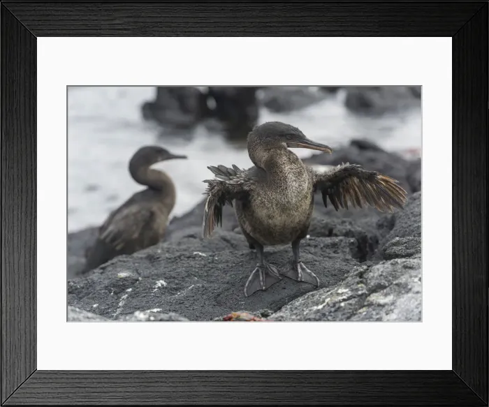 Framed Print : Flightless Cormorant or Galapagos Cormorant -Phalacrocorax harrisi-, Narborough Island, Galapagos Islands Framed Print : Flightless Cormorant or Galapagos Cormorant -Phalacrocorax harrisi-, Narborough Island, Galapagos Islands
