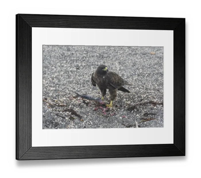 Framed Print : Galapagos Hawk -Buteo galapagoensis- with a caught fish, Narborough Island, Galapagos Islands Framed Print : Galapagos Hawk -Buteo galapagoensis- with a caught fish, Narborough Island, Galapagos Islands