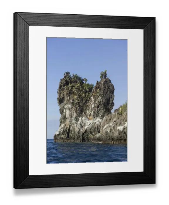 Framed Print : Galapagos Prickly Pear -Opuntia echios- trees on a lava cliff, San Salvador Island, Galapagos Islands, Ecuador Framed Print : Galapagos Prickly Pear -Opuntia echios- trees on a lava cliff, San Salvador Island, Galapagos Islands, Ecuador