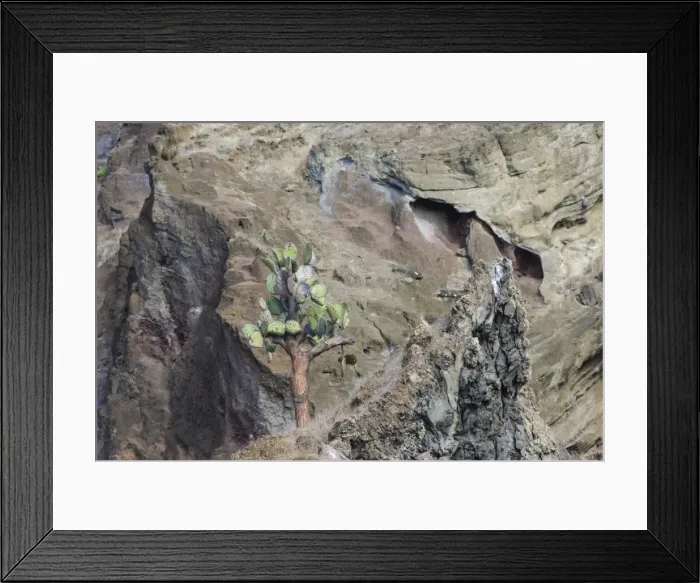 Framed Print : Galapagos Prickly Pear -Opuntia echios- growing on a multi-coloured lava cliff, San Salvador Island, Galapagos Islands, Ecuador Framed Print : Galapagos Prickly Pear -Opuntia echios- growing on a multi-coloured lava cliff, San Salvador Island, Galapagos Islands, Ecuador