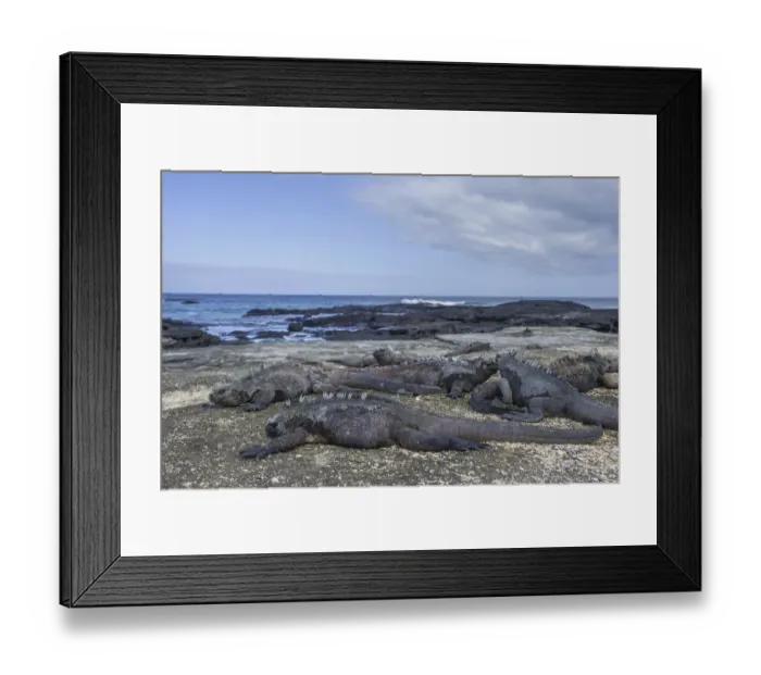 Framed Print : Marine Iguanas -Amblyrhynchus cristatus-, San Salvador Island, Galapagos Islands, Ecuador Framed Print : Marine Iguanas -Amblyrhynchus cristatus-, San Salvador Island, Galapagos Islands, Ecuador