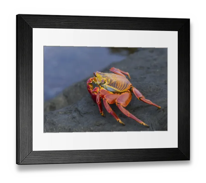 Framed Print : Red Rock Crab -Grapsus grapsus-, San Salvador Island, Galapagos Islands, Ecuador Framed Print : Red Rock Crab -Grapsus grapsus-, San Salvador Island, Galapagos Islands, Ecuador