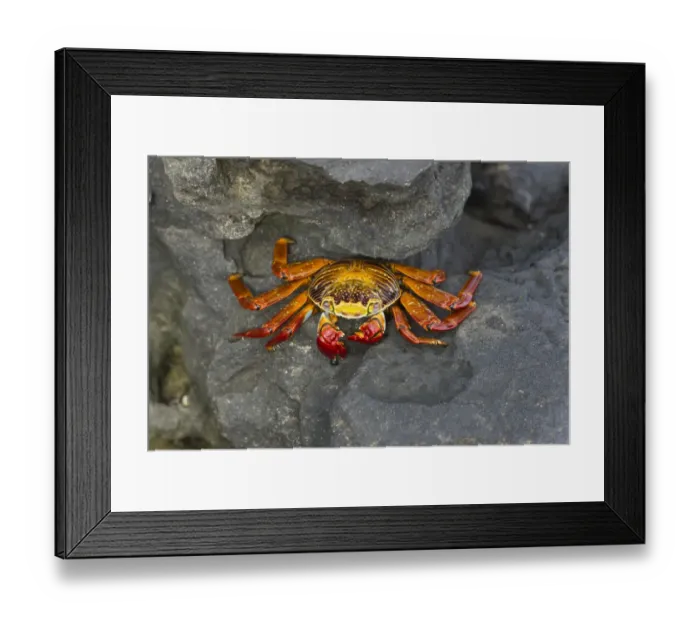 Framed Print : Red Rock Crab -Grapsus grapsus-, San Salvador Island, Galapagos Islands, Ecuador Framed Print : Red Rock Crab -Grapsus grapsus-, San Salvador Island, Galapagos Islands, Ecuador