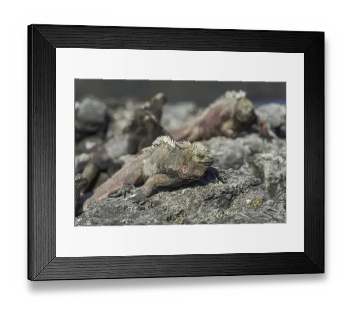 Framed Print : Marine Iguana -Amblyrhynchus cristatus-, San Salvador Island, Galapagos Islands, Ecuador Framed Print : Marine Iguana -Amblyrhynchus cristatus-, San Salvador Island, Galapagos Islands, Ecuador