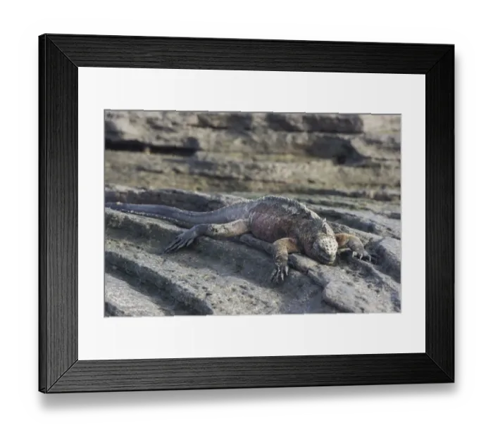 Framed Print : Marine Iguana -Amblyrhynchus cristatus-, San Salvador Island, Galapagos Islands, Ecuador Framed Print : Marine Iguana -Amblyrhynchus cristatus-, San Salvador Island, Galapagos Islands, Ecuador