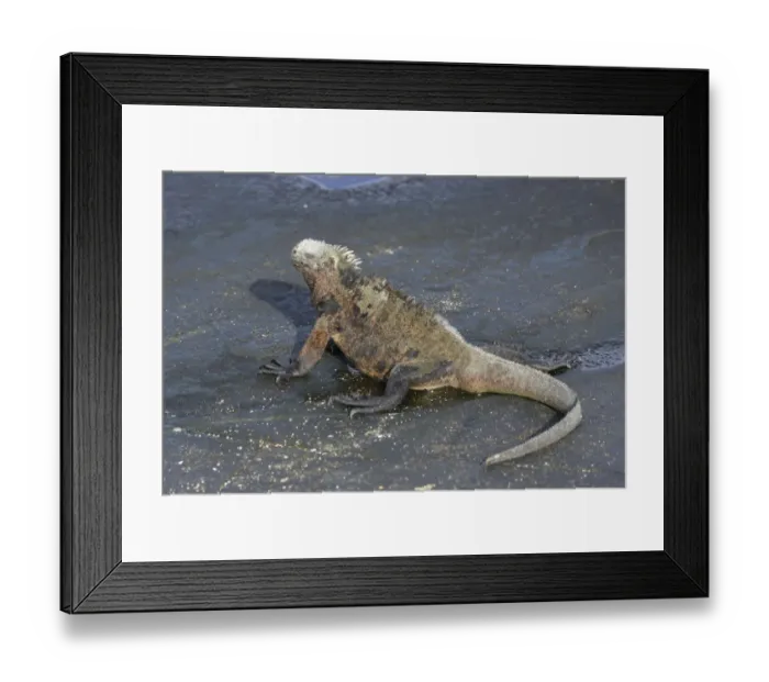 Framed Print : Marine Iguana -Amblyrhynchus cristatus-, San Salvador Island, Galapagos Islands, Ecuador Framed Print : Marine Iguana -Amblyrhynchus cristatus-, San Salvador Island, Galapagos Islands, Ecuador