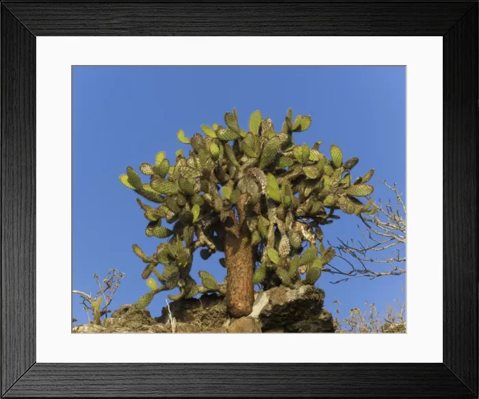 Framed Print : Galapagos Prickly Pear -Opuntia echios-, Genovesa Island, Galapagos Islands, Ecuador Framed Print : Galapagos Prickly Pear -Opuntia echios-, Genovesa Island, Galapagos Islands, Ecuador