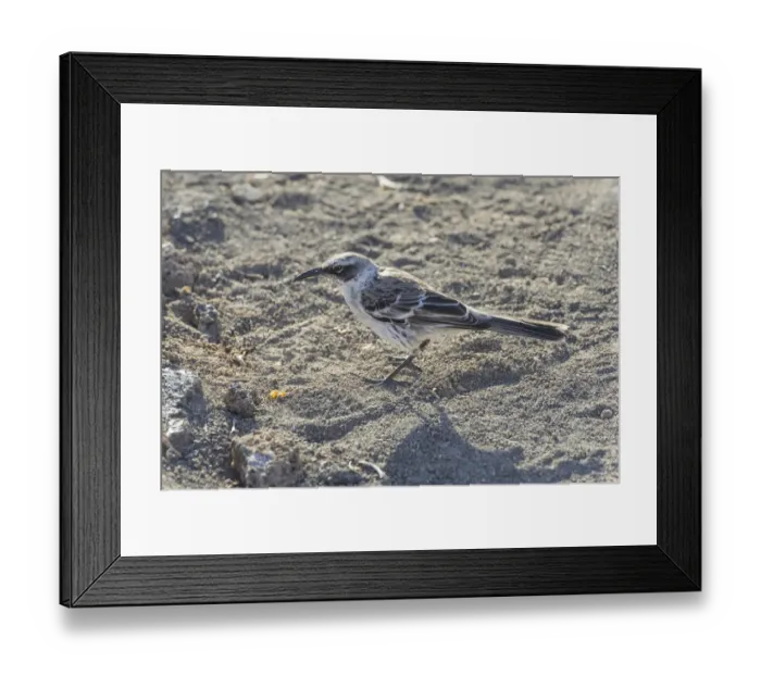 Framed Print : Galapagos Mockingbird -Mimus parvulus-, Isla Genovesa, Galapagos Islands Framed Print : Galapagos Mockingbird -Mimus parvulus-, Isla Genovesa, Galapagos Islands