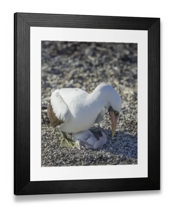 Framed Print : Nazca Booby -Sula granti- on a nest with a chick, Isla Genovesa, Galapagos Islands