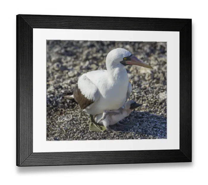 Framed Print : Nazca Booby -Sula granti- on a nest with a chick, Isla Genovesa, Galapagos Islands Framed Print : Nazca Booby -Sula granti- on a nest with a chick, Isla Genovesa, Galapagos Islands
